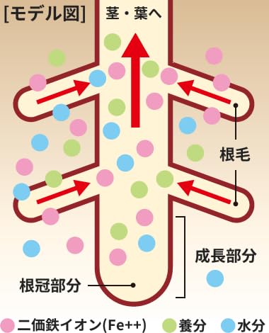 メネデール 植物活力剤 栄養剤 2L 植物を元気に育てる 花から野菜から植木まで 100倍希釈 1955年発売 中間 画像