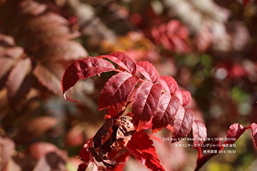 【整備済み品】 キヤノン Canon デジタル一眼レフカメラ EOS Kiss X7 レンズキット EF-S18-55mm F3.5-5.6 IS STM付属 KISSX7-1855ISSTMLK (整備済み品) ブラック 中間 画像