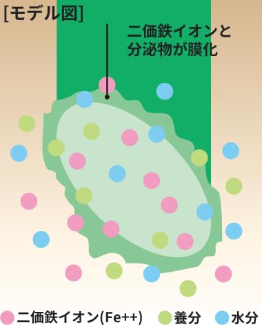 メネデール 植物活力剤 栄養剤 2L 植物を元気に育てる 花から野菜から植木まで 100倍希釈 1955年発売 中間 画像