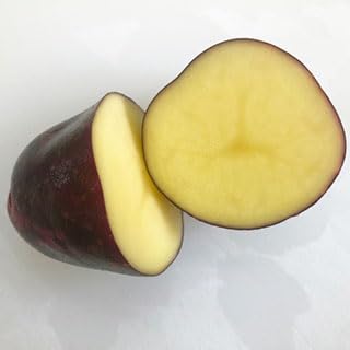 じゃがいも 種イモ 【グラウンドペチカ（デストロイヤー） 300g入り】馬鈴薯 ばれいしょ ジャガイモ 種芋 タネイモ 栽培 販売]の詳細・まとめ 画像