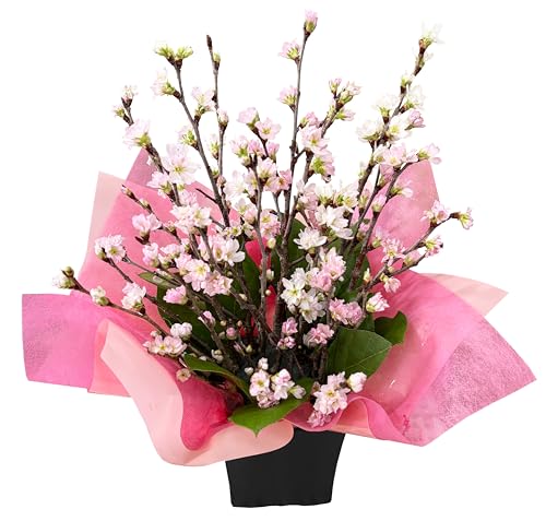花のギフト社 桜 啓翁桜 花 サクラ 生花 アレンジメントフラワー 誕生日 お祝い 正月飾り M 1