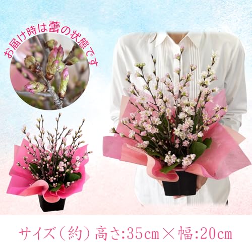花のギフト社 桜 啓翁桜 花 サクラ 生花 アレンジメントフラワー 誕生日 お祝い 正月飾り Mの特徴・詳細 画像